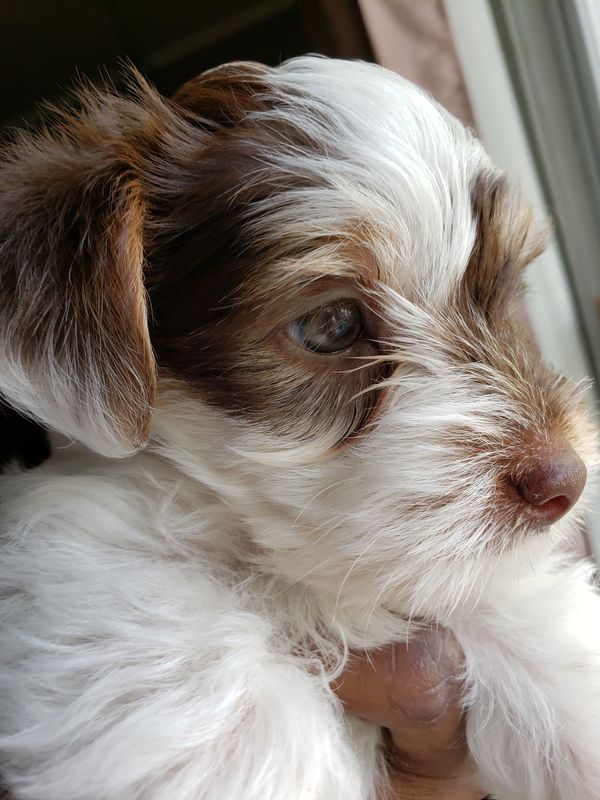 HOME [yorkiesbylindsay.com]