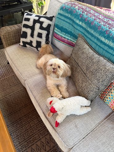 Small dog lying on a couch next to a toy.