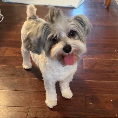 Happy small dog standing on wooden floor with tongue out.
