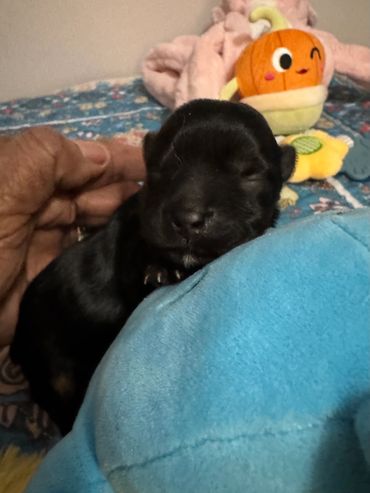 A tiny black puppy resting on a blue cushion with toys in the background.