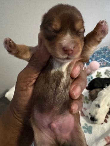 A tiny newborn puppy held gently with eyes closed and paws raised.