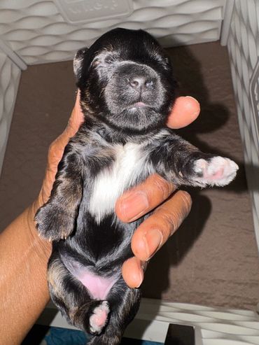 A tiny black and white newborn puppy being gently held.