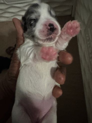 A newborn puppy with closed eyes and pink paws is held gently in a hand.