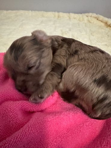 Newborn puppy sleeping peacefully on a pink blanket.