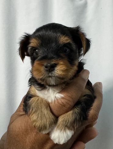Jalen formally known as Zain at home with his new owners 