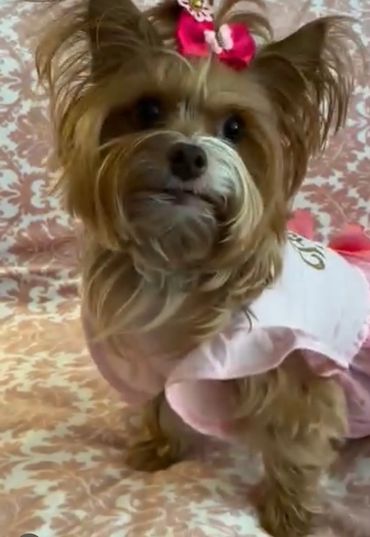 Small dog with a pink bow and dress.