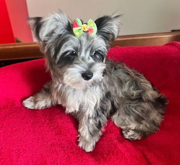 Small gray puppy with a colorful bow sitting on a red blanket.