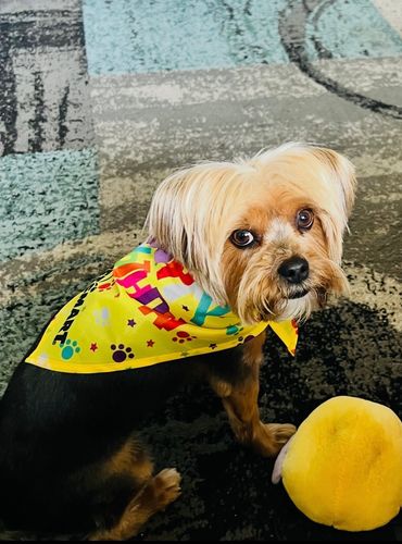 Small dog wearing a colorful bandana sitting next to a yellow toy.