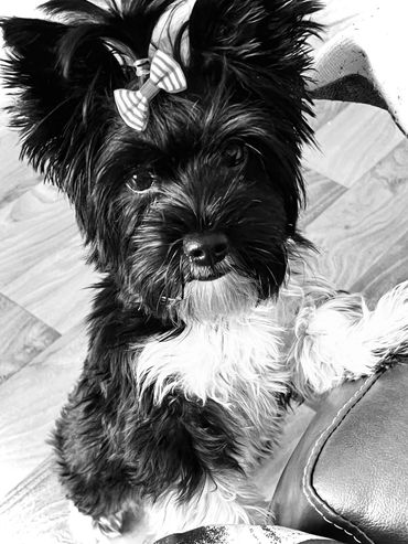 Small dog with a bow on its head looking up.