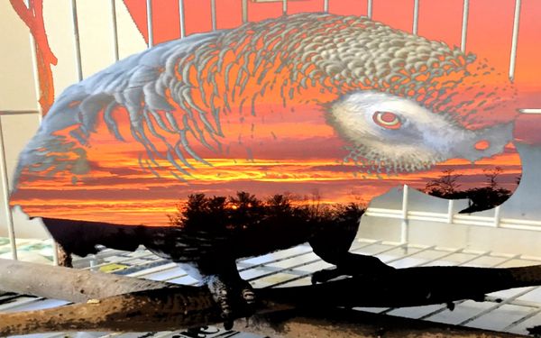 Spy on the Farm, double photograph, 2020