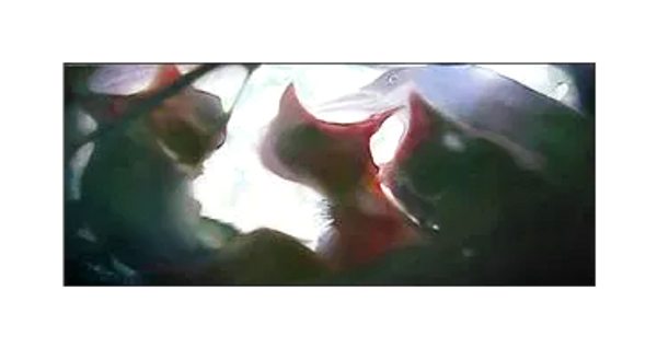 "The Nest Tape 3", 2005, Oil on Wood, 8 x 18 inches