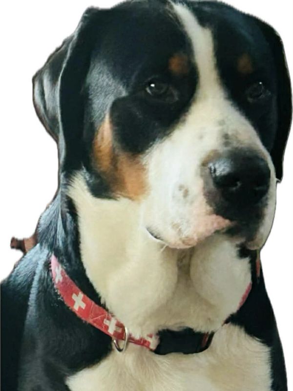 A close-up of a black, white, and brown dog wearing a red collar with white crosses.