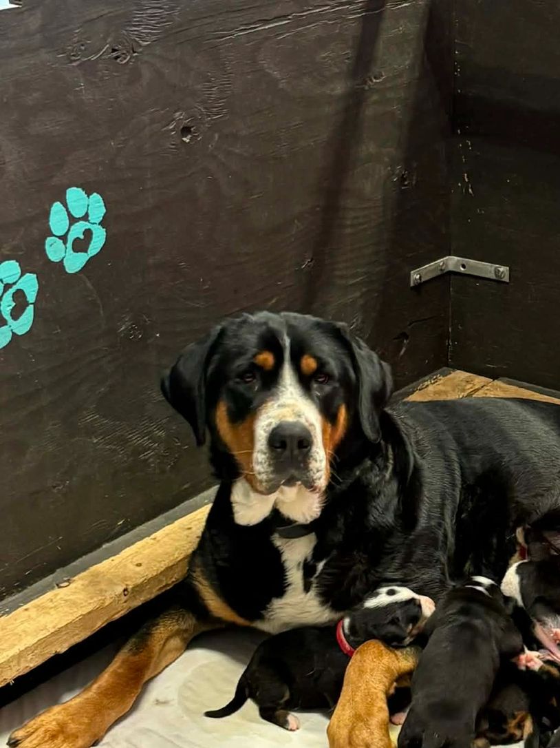 A mother dog lying down with her nursing puppies in a cozy corner.