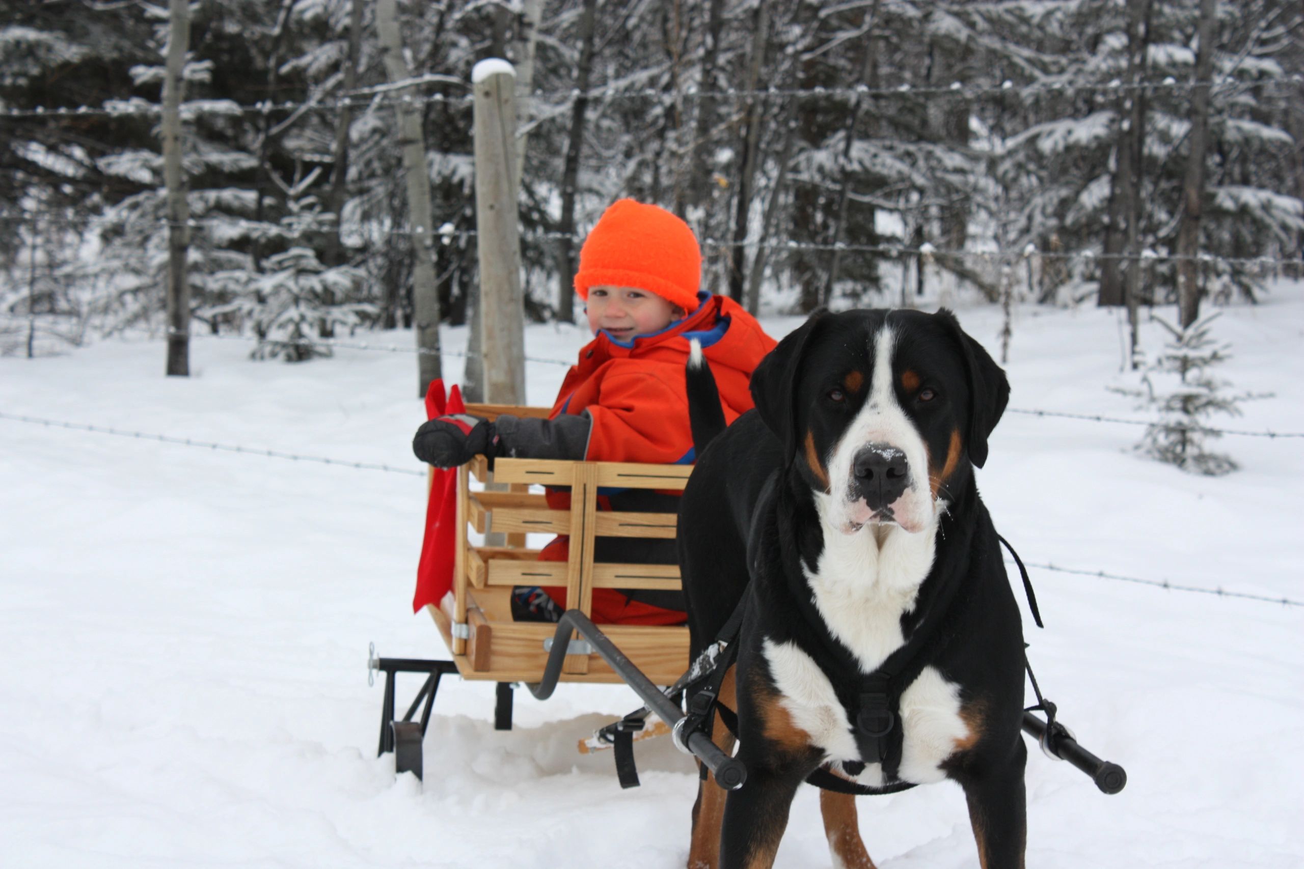 are swiss mountain dogs healthy