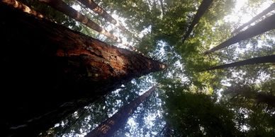 Looking up at towering redwood trees, symbolizing growth, strength, and reaching new heights.