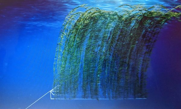 Non Profit Climate Foundation's MPA submerged concept. 