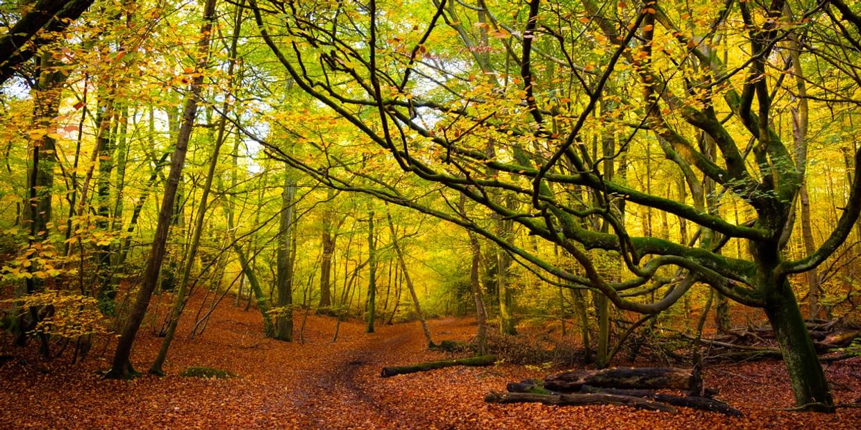 Burnham Beeches ancient woodland – Primokleen carpet cleaning service