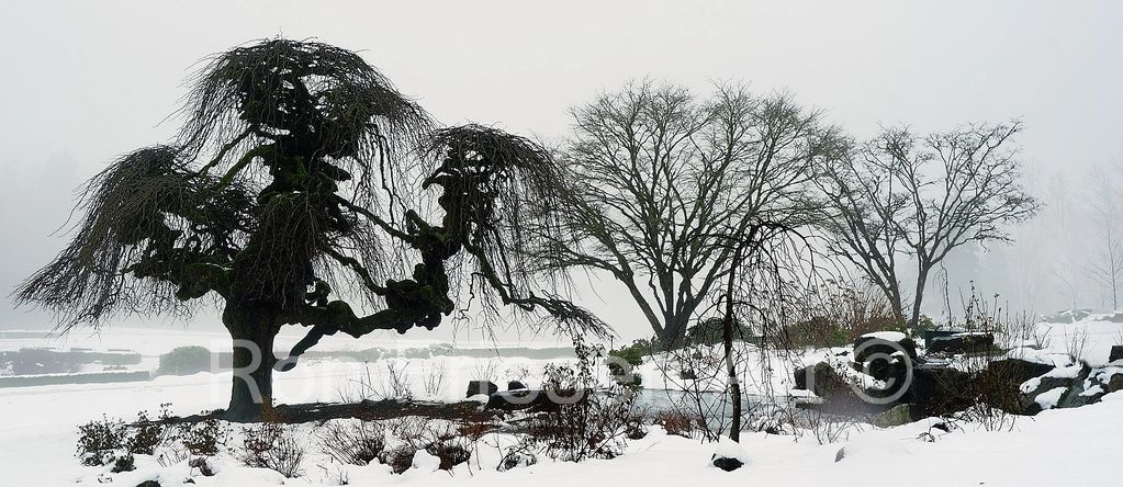 Photo captured in the gardens at Burnaby Art Gallery on Deer Lake. The fog and snow revealed the magnificent tree in a new and engaging way.