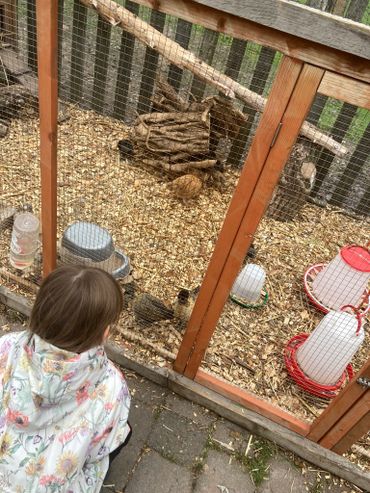 Looking at the birds at Glebe Farm, Congleton