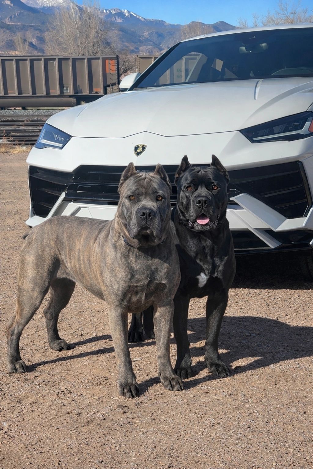 Two Cane Corso dogs standing in front of a white Lamborghini Urus outdoors.