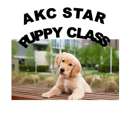 Akc Star Puppy Class