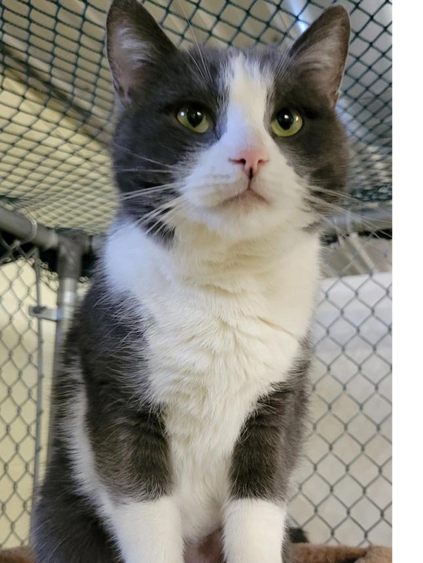 Stray Haven Humane Society & SPCA - Animal Shelter, Non-Profit Stray Haven Humane Society & SPCA - Animal Shelter, Non-Profit