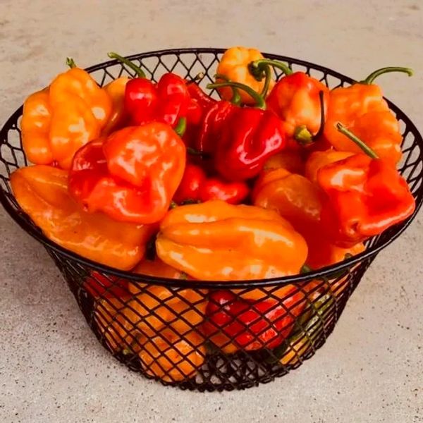 THAT SWEET HEAT Habanero Peppers are organically grown and it shows in the superior size and flavor.