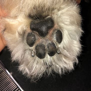 dog paw pad and nails 