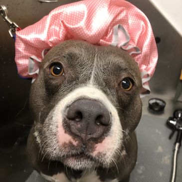 grey and white bully breed, pit bull dog is wearing a pink polka dotted shower cap