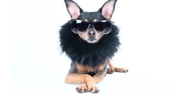 black and tan dog with big ears wearing furry collar, sun glasses is sitting with its paws crossed