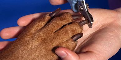 a dogs paw in a human hand with nail clippers 