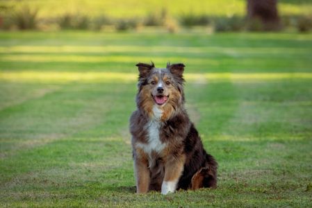 Australian Shepherd photo at park in Maricopa