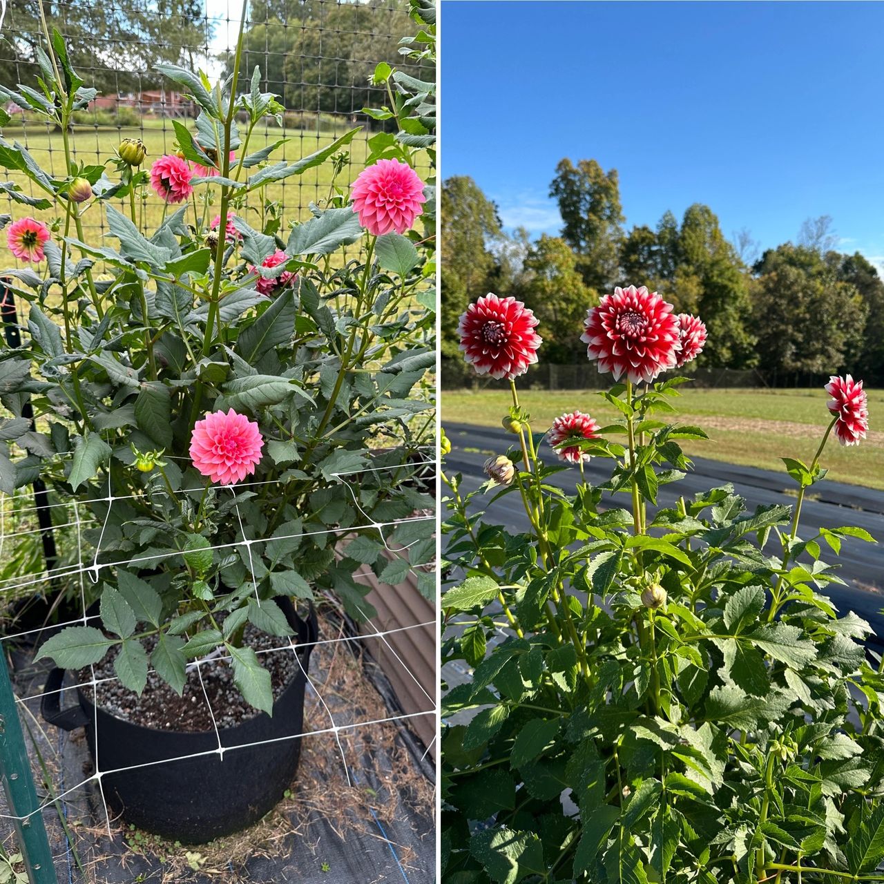 These dahlias are doing very well in grow bags.