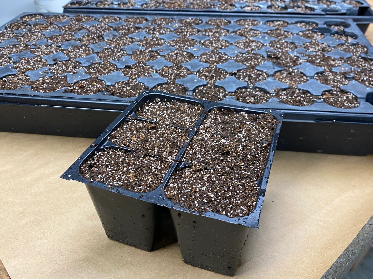 I use a fine seed starting mix like Sungro Propagation mix.