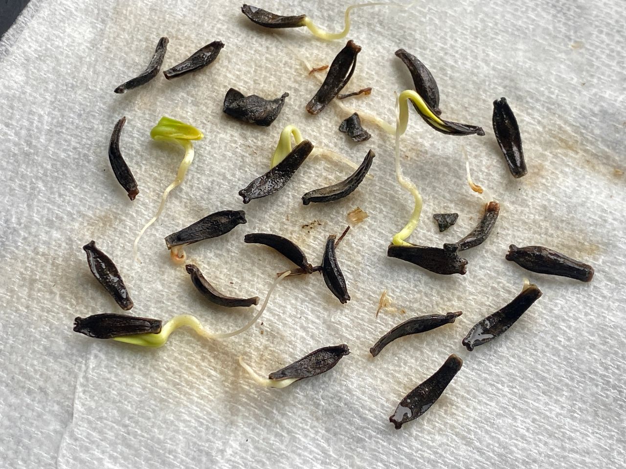 Dahlia seeds sprouting.