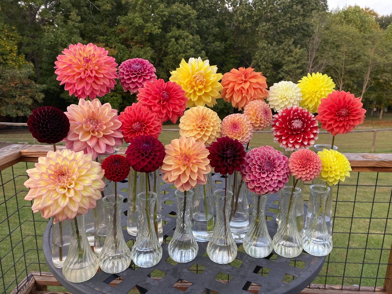 These are dahlias from seed that I am evaluating.