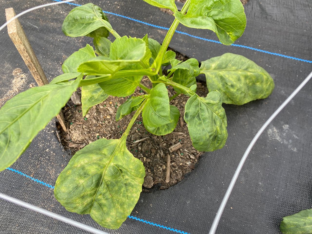 This was a recently planted dahlia tuber that showed virus as the plant began to grow.  I removed it from my garden and placed it into a trash bag.