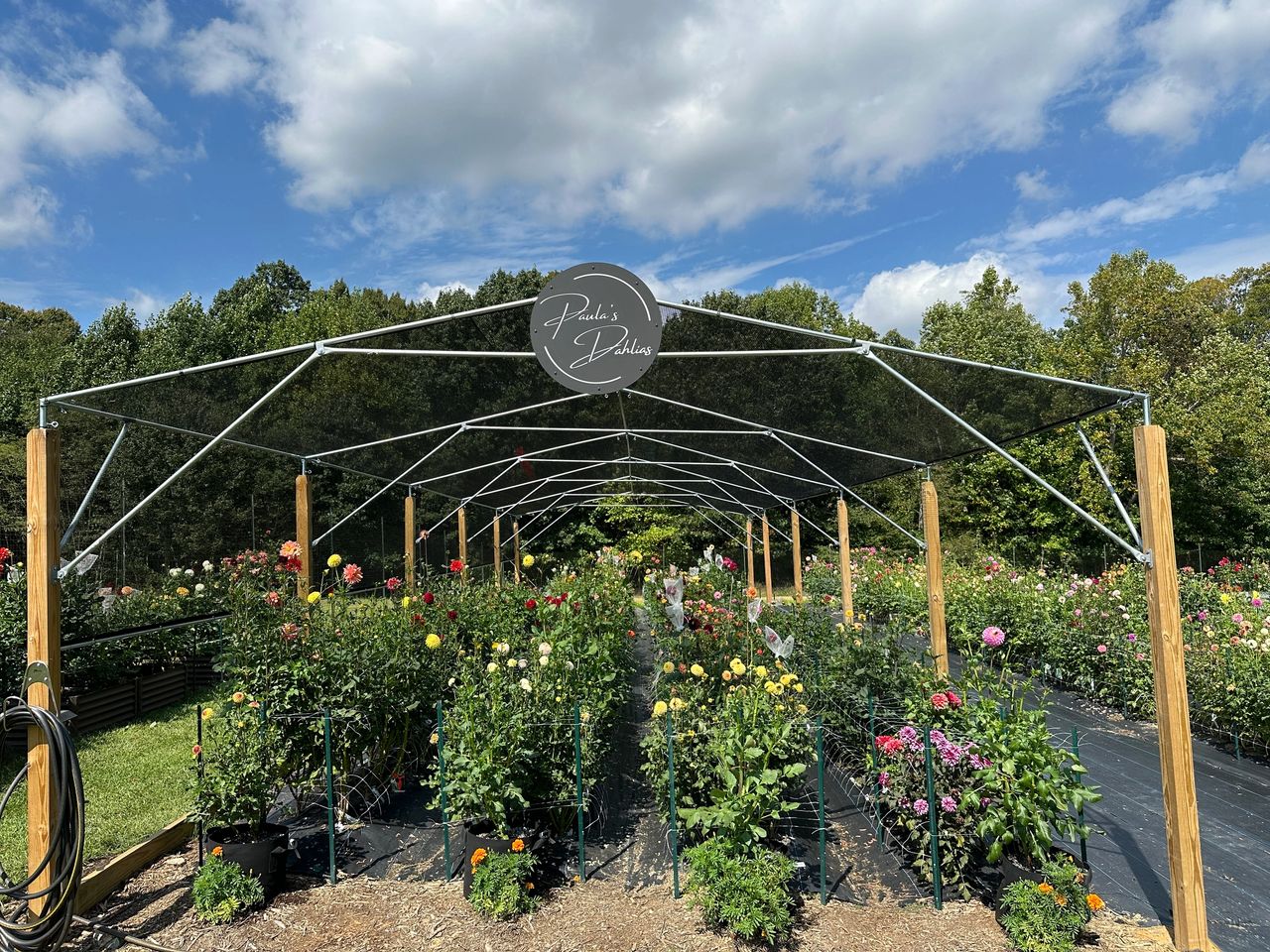 By late summer, you hardly notice the grow bags in my dahlia field.