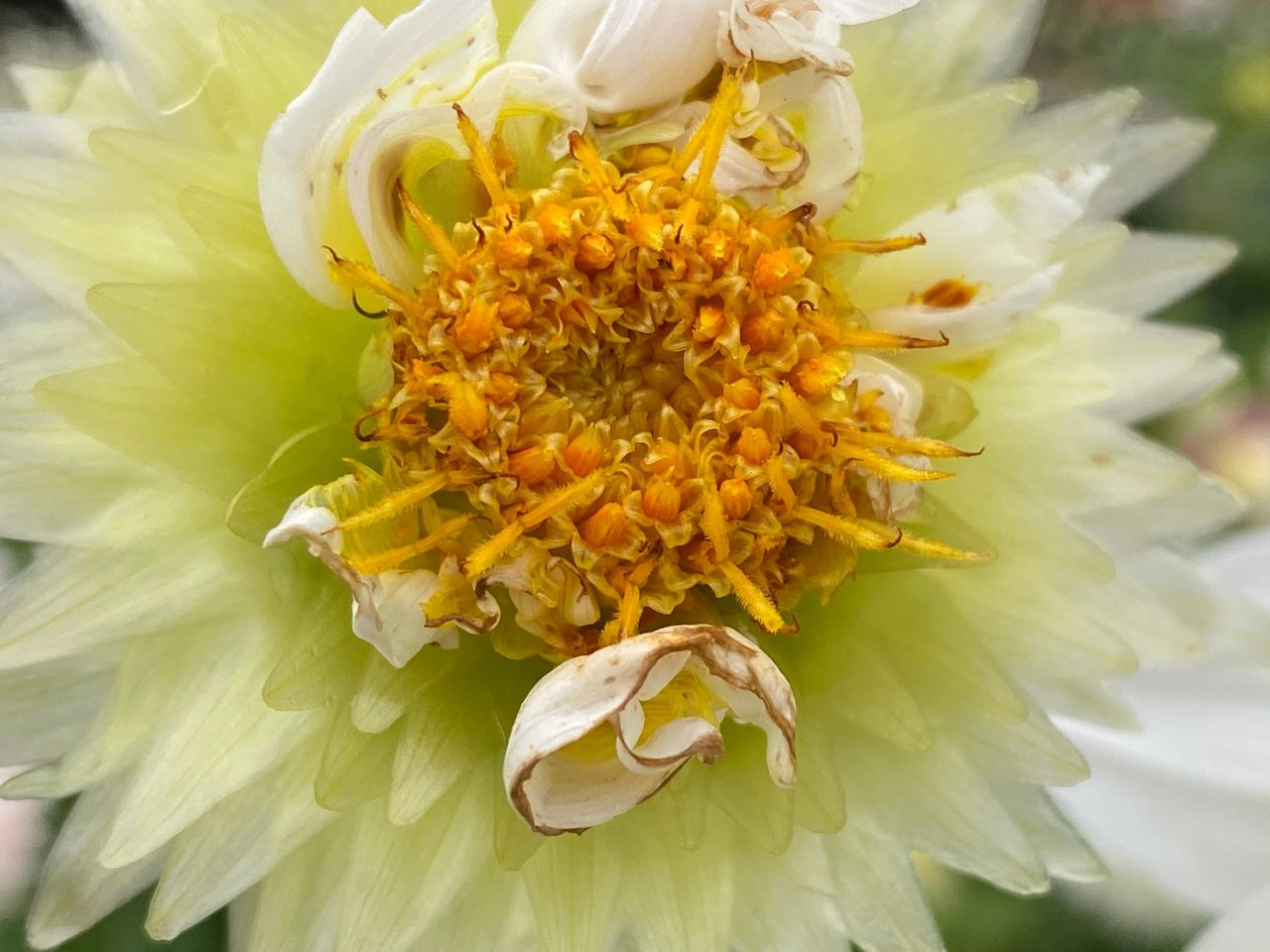 You can see the disc florets in the center beginning to mature on this dahlia bloom.