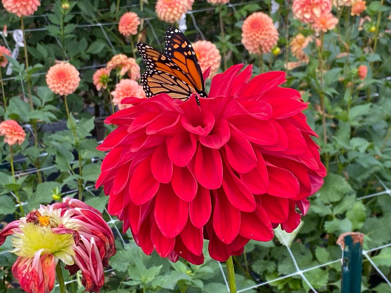 American Beauty starting showing her center with pollen and a Monarch butterfly is enjoying it.