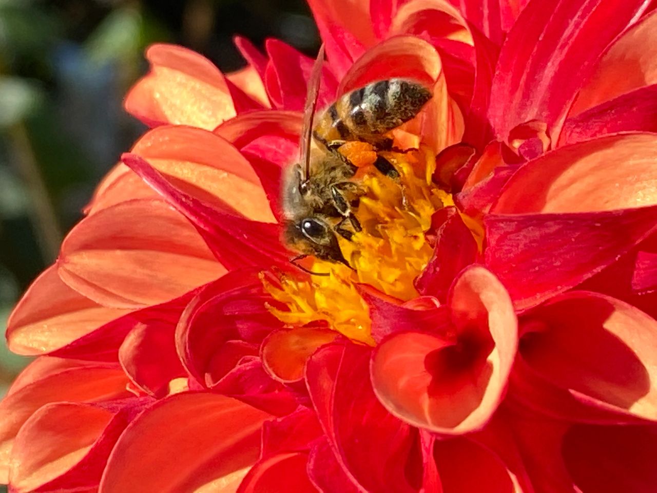 The center of the dahlia bloom is just beginning to mature and show pistil (female) and stamen (male) parts of the flower.