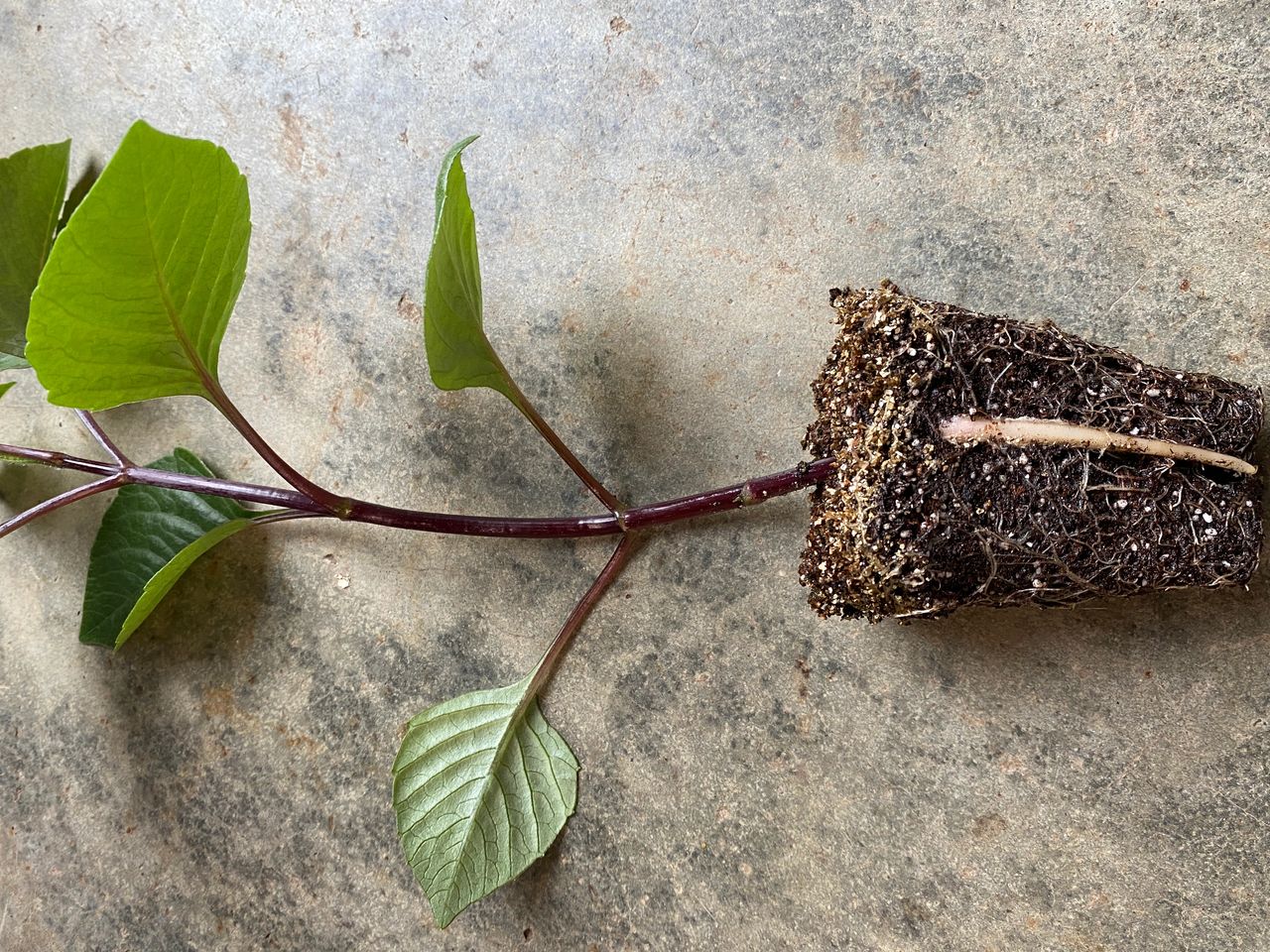 When you remove the dahlia seedling from the pot, you may see tubers forming already!