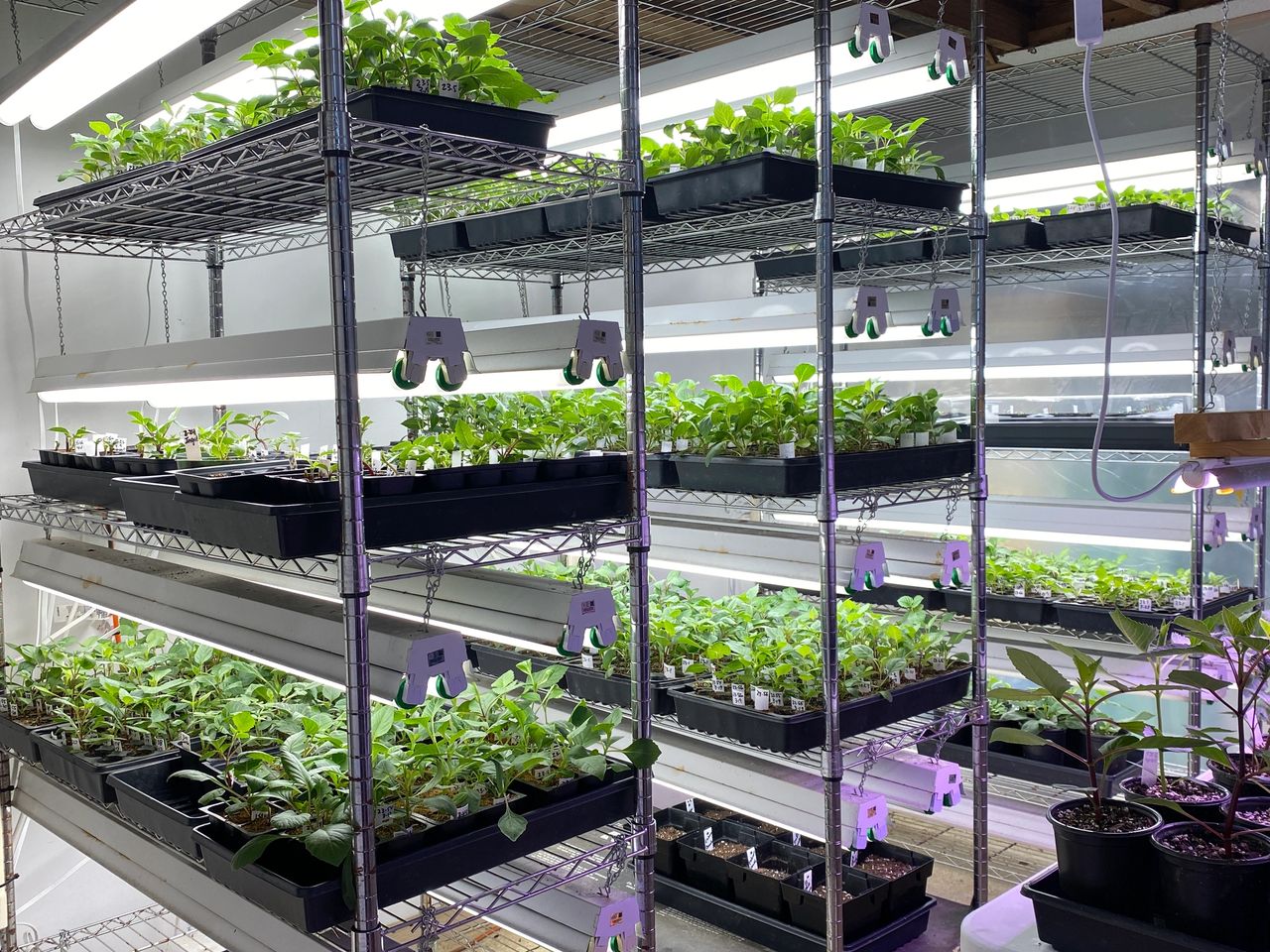 I have shelving racks in my basement with fluorescent shop lights for my seed starting room.
