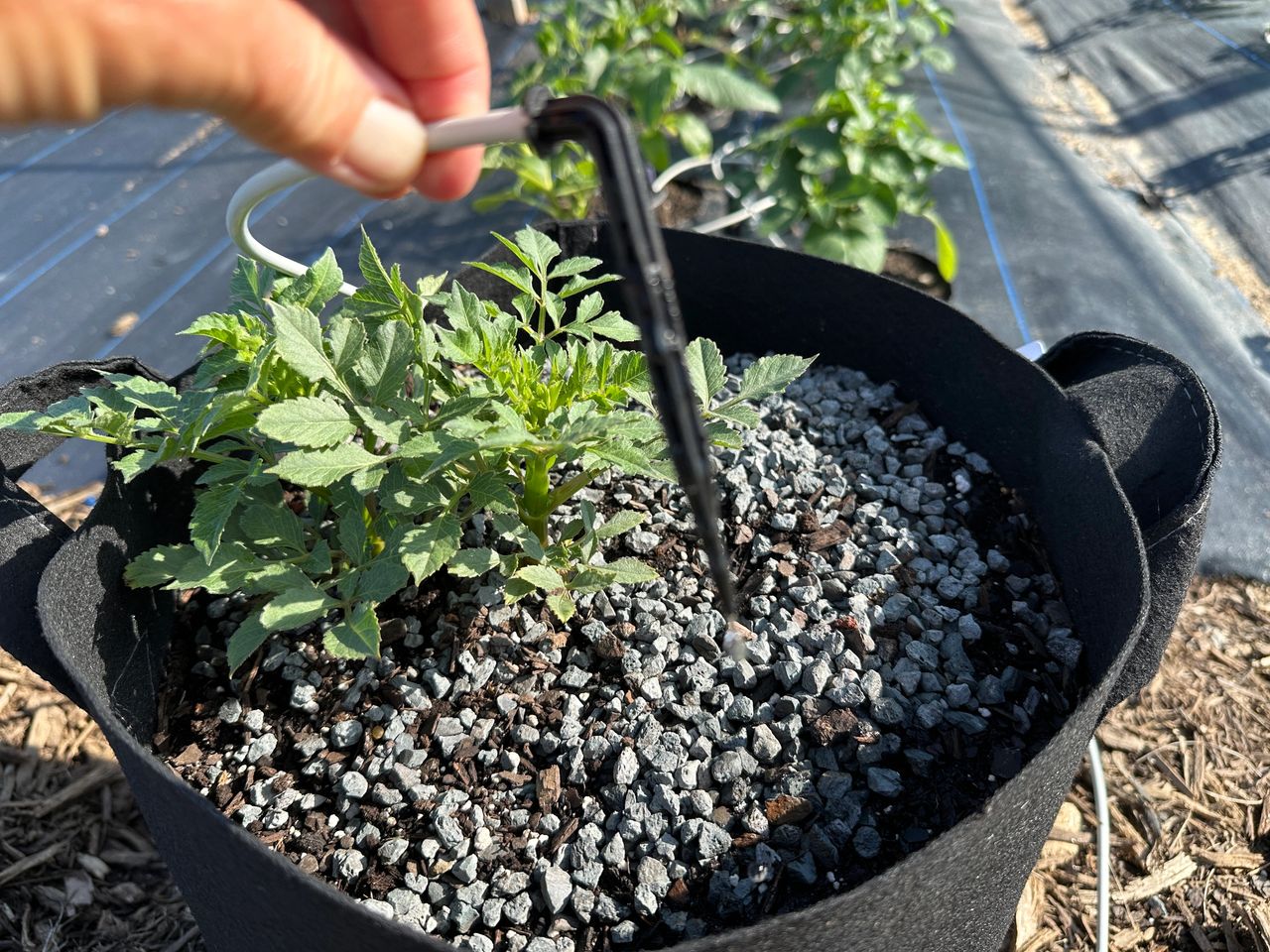 The grow bags that are near my drip irrigation, I can use the Jr Dripper Stake assembly for each grow bag so the grow bag will be watered also when I water my dahlias.  You can see the Permatill on top to help suppress weeds and discourage slugs and critters.