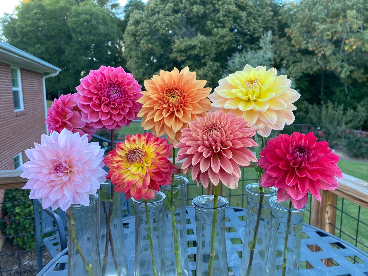 Dahlias from Seed in 2022