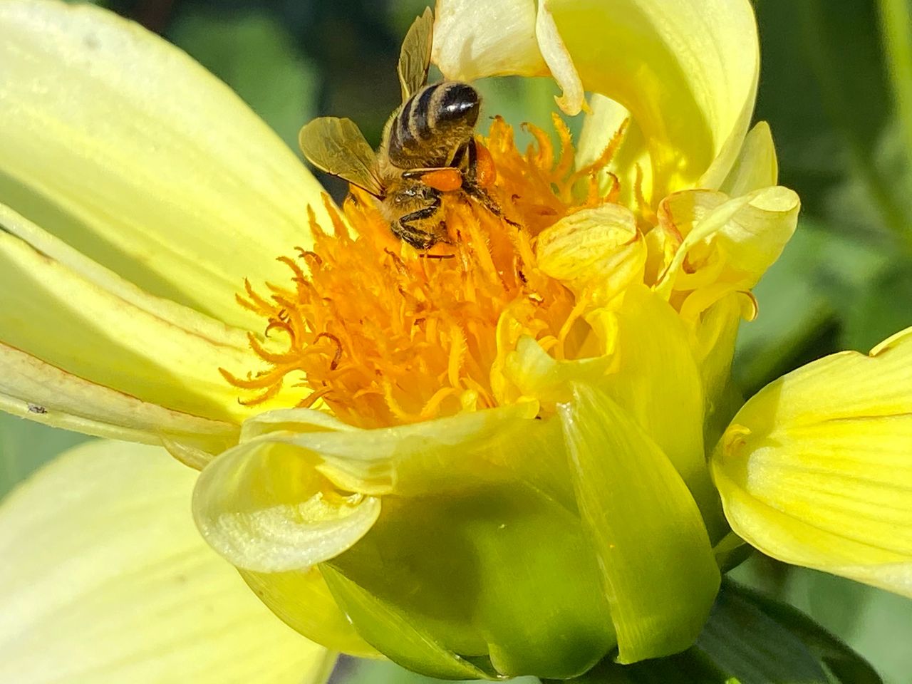 Open pollination by a honey bee.