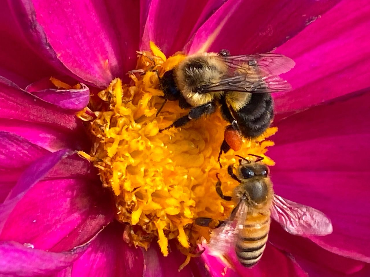 I have watched a honey bee try to take pollen from the bumblebee's legs.  It is amazing what you will see if you take the time to watch the activity at flower blooms especially in the late fall.