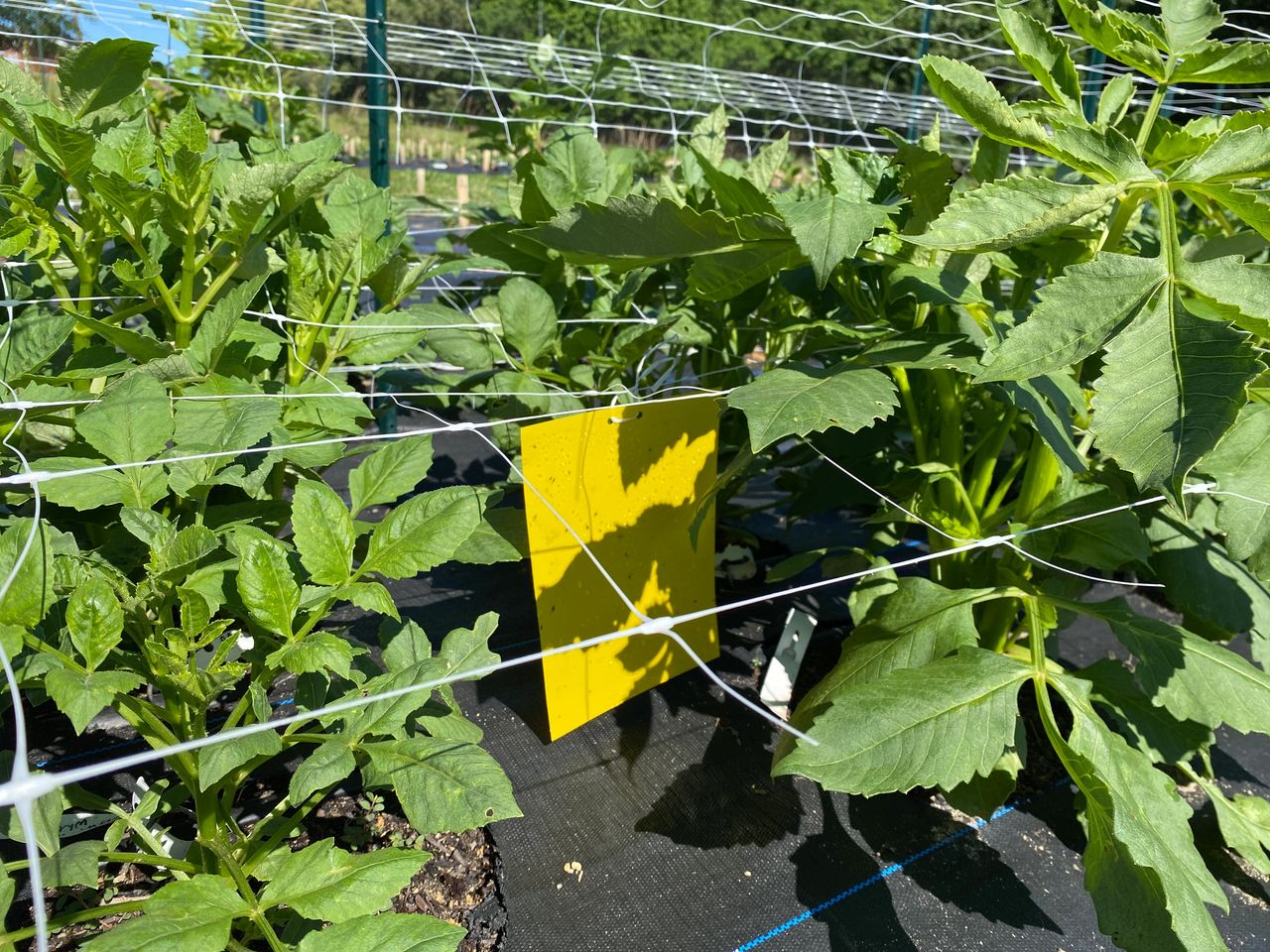A yellow sticky sheet placed down into the dahlia canopy.