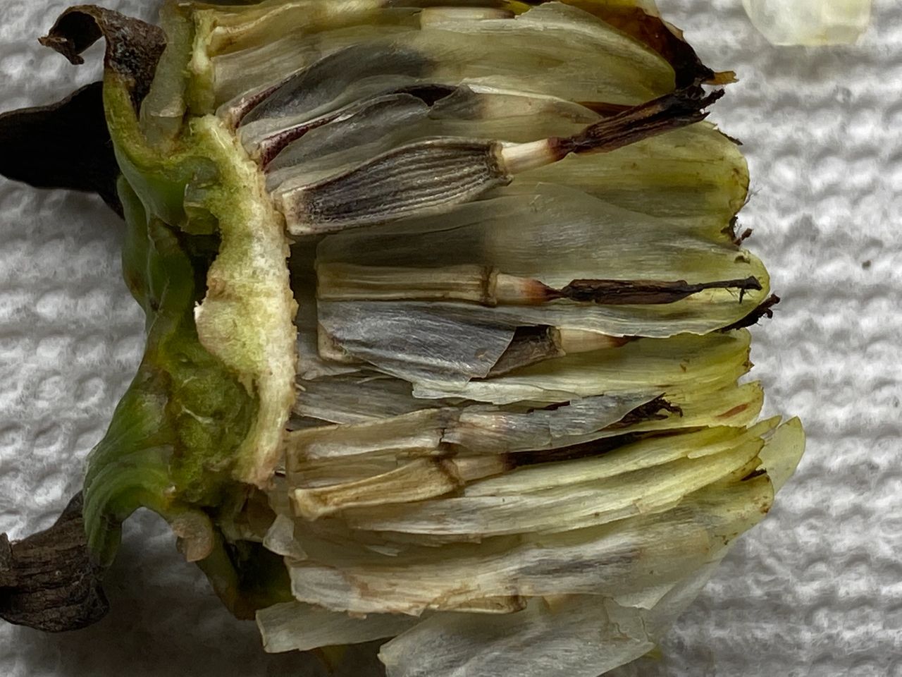 Some of the dahlia seeds will be darker or larger than other seeds.