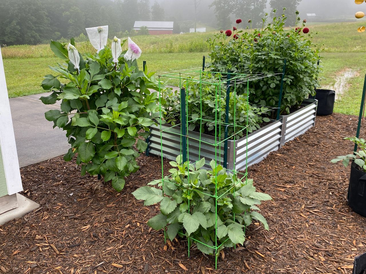 Dahlias do well in a raised bed.  In this picture, we had a lot of rain; however, the raised beds drain well.  Dahlias can get tall so they do need support.